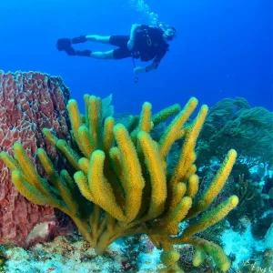 arrecifes-scuba-cancun