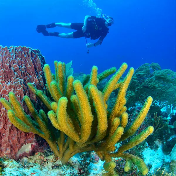 arrecifes scuba cancun