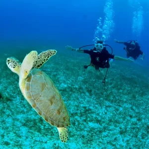 tortuga-scuba-cancun